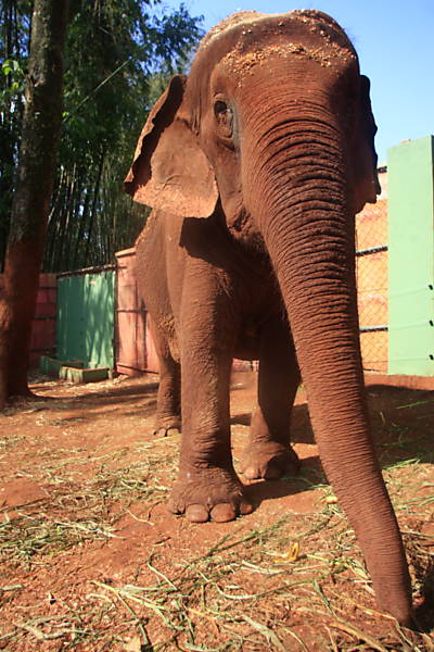 Elefante Mayson
