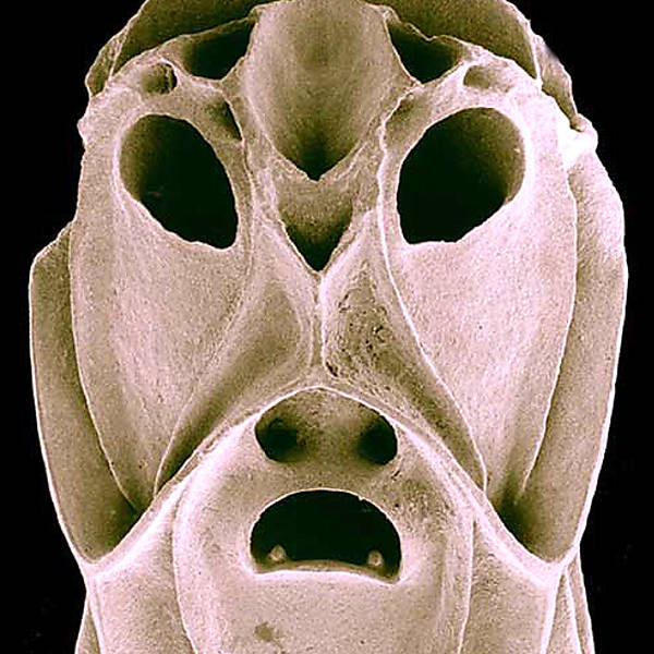Microscópio revela 'rosto' em minúsculo animal aquático