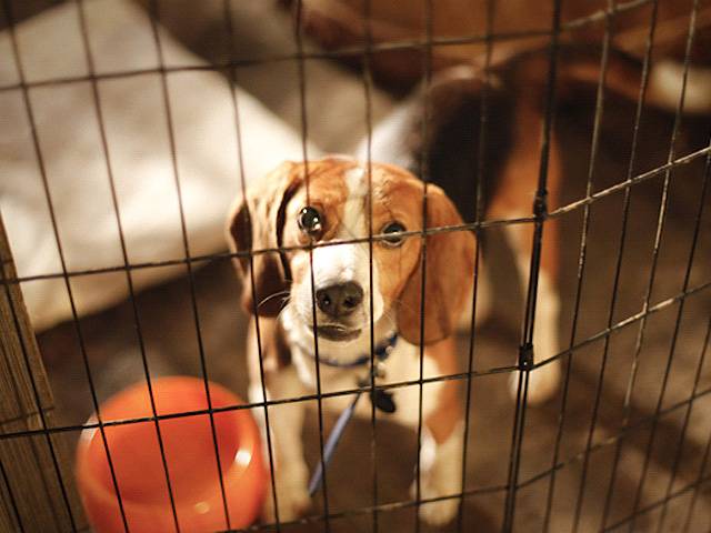 Falência de laboratório liberta 72 beagles