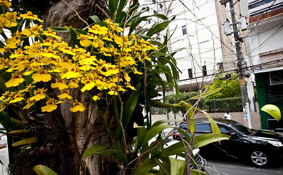 Orquídeas em árvores - 05/12/2011 - Cotidiano - Fotografia - Folha de  S.Paulo