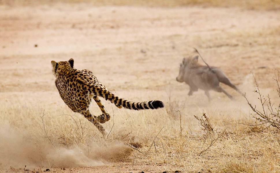 Javali-africano vira o jogo e persegue guepardo