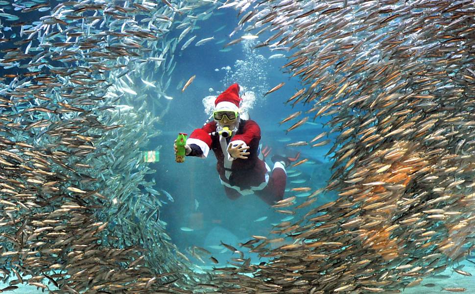 Papai Noel no aquário