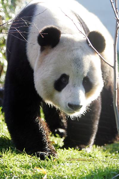 Pandas gigantes são entregues 'pelo Correio'