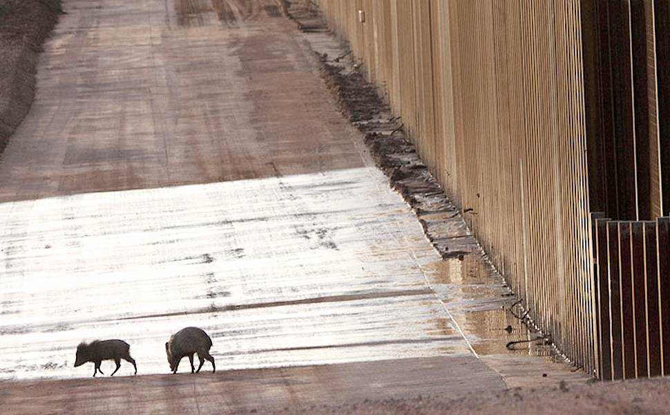 Fotógrafa revela fauna e flora no muro entre EUA e México