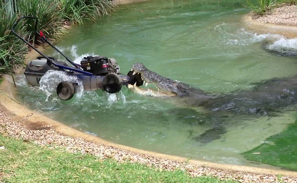 Crocodilo 'rouba' cortador de grama em zoológico na Austrália