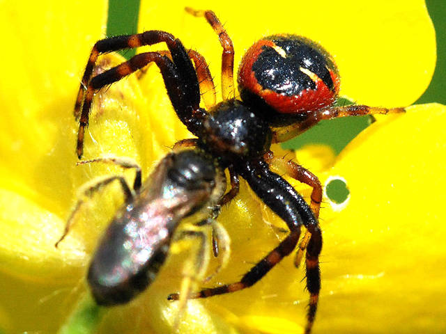 Exposição em Paris revela a beleza das aranhas