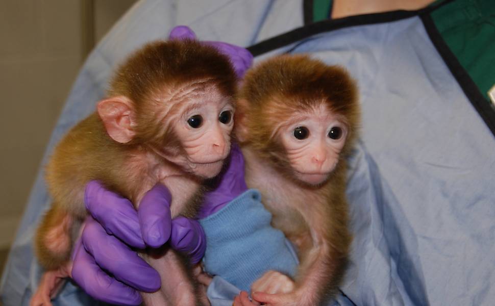 Macacos geneticamente modificados