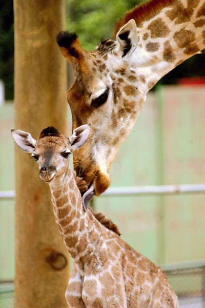 Veja as girafas do zoo de SP