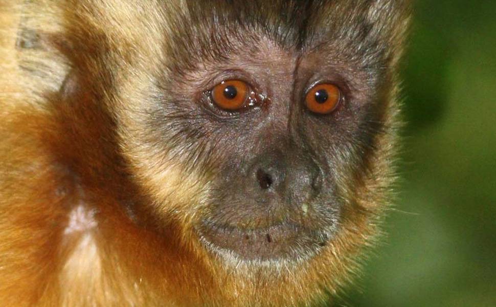 Cientistas estudam feições de macacos