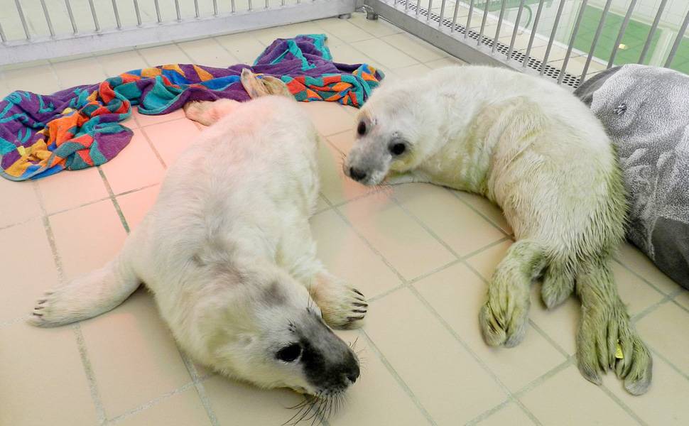 Filhotes de foca separados de mães na Holanda