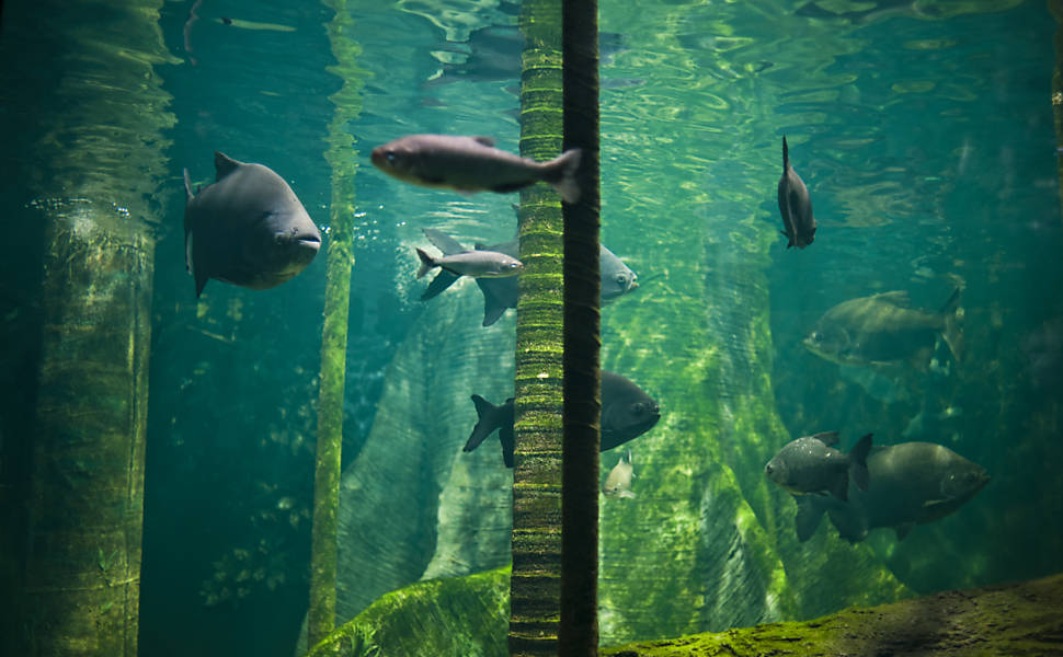 Download Decoracoes do tanque de peixes de praia HD