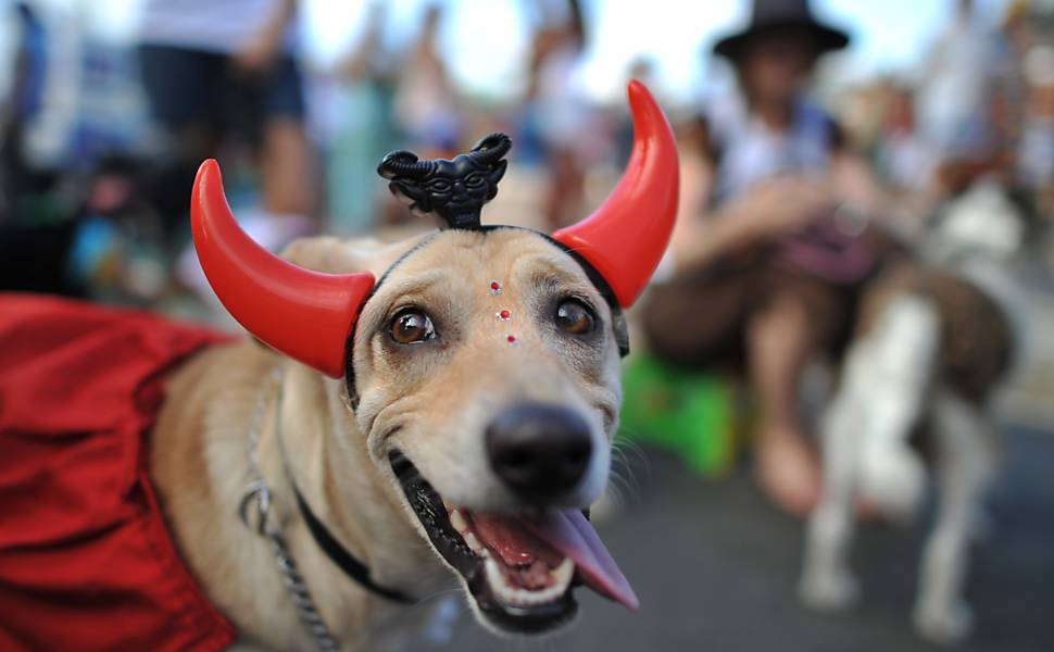 Desfile de carnaval dos animais no Rio de Janeiro