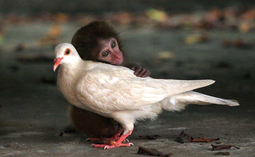 Livro mostra amizades improváveis entre animais