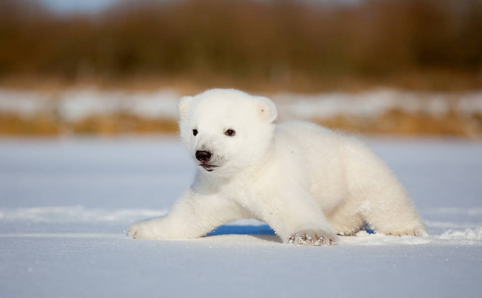 Webcam vai revelar cada passo de urso polar bebê