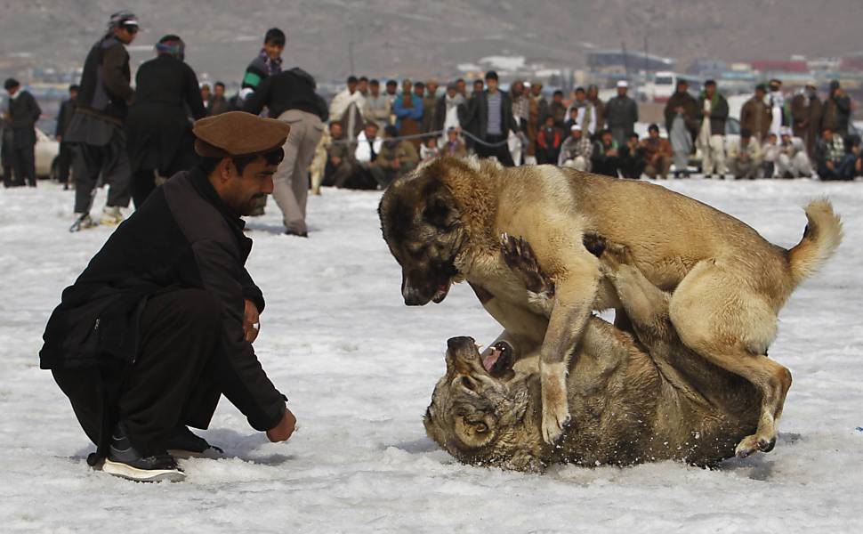 Afegãos realizam briga de cães em Cabul