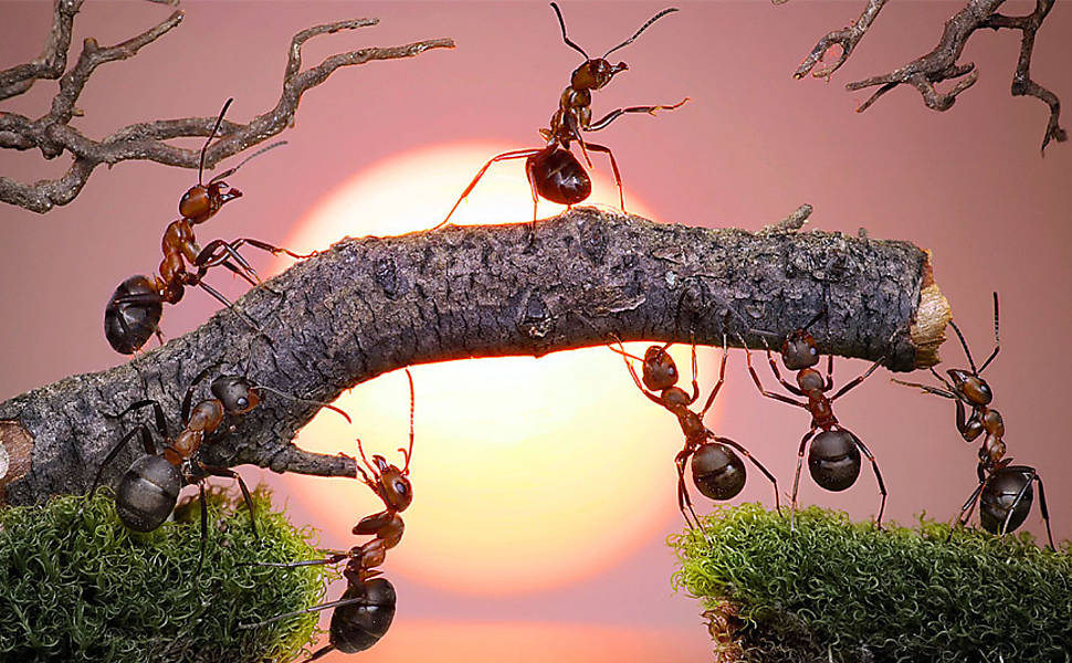 Fotógrafo usa formigas para criar contos de fadas