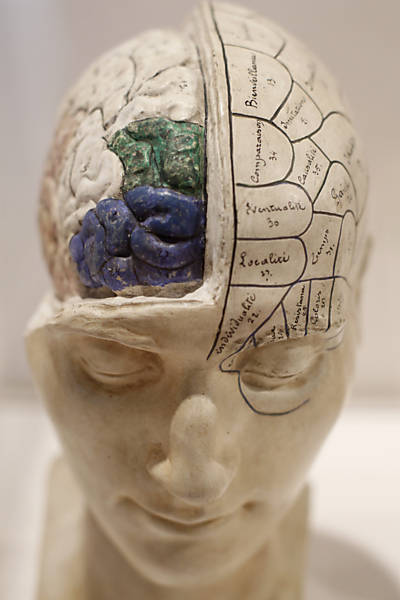 Modelo frenológico francês, que divide cada faculdade mental a uma parte do córtex cerebral