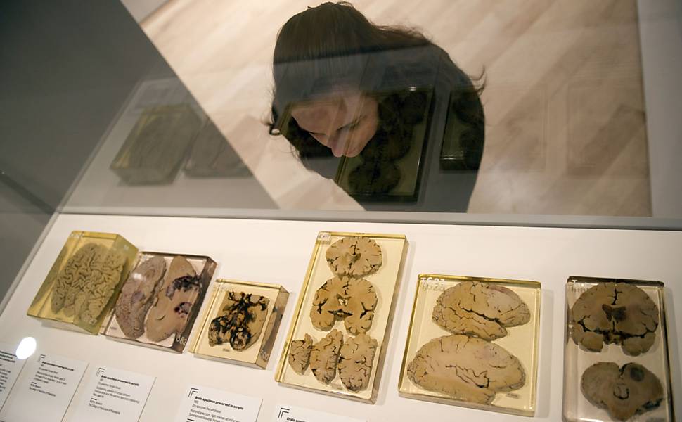 Cérebros de espécies diferentes que estão expostas no evento