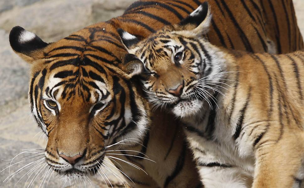 Tigres em zoológico na Alemanha