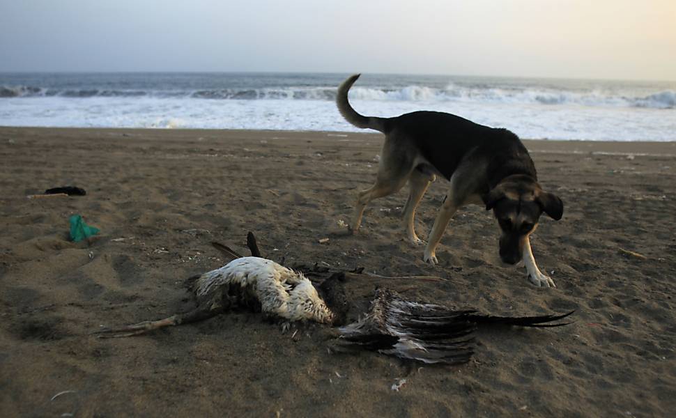 Aves morrem no Peru