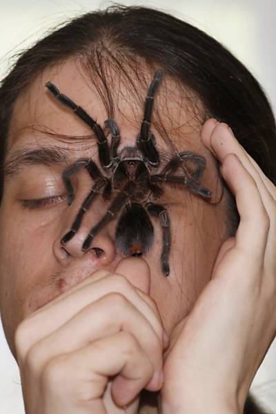 Criador de aranhas venenosas