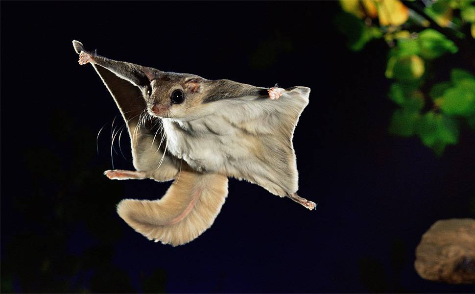 Fotógrafo registra voos noturnos de esquilo