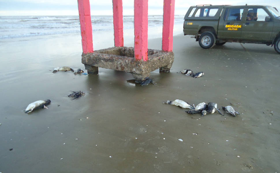 Pinguins encontrados no Litoral do RS passam por tratamento em universidade  de Rio Grande, Rio Grande do Sul