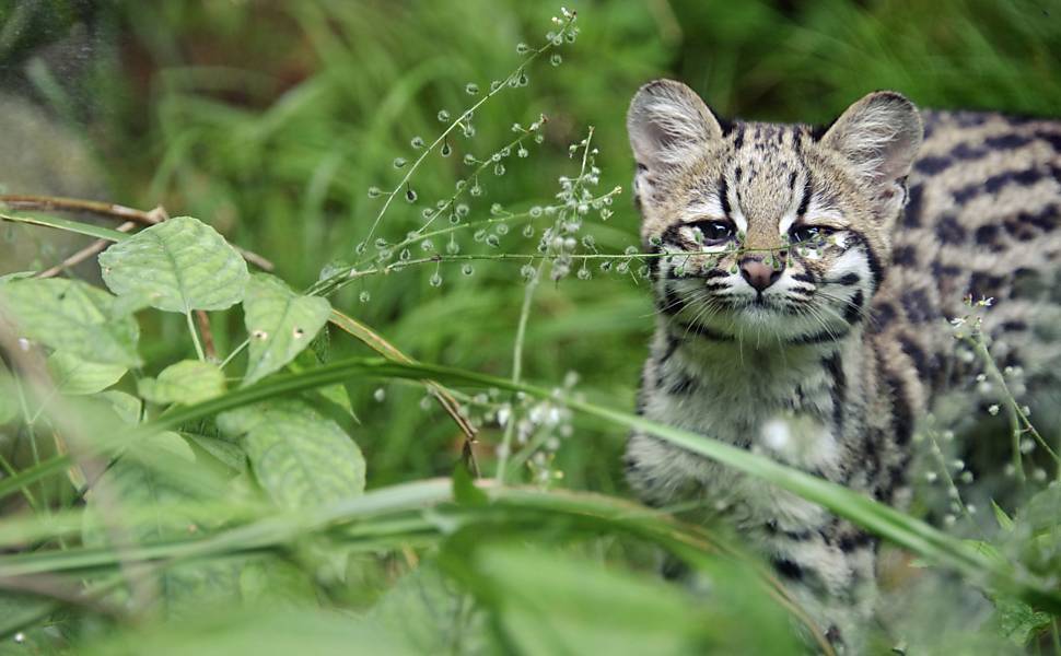 Filhote de gato-do-mato brinca de caça com a mãe em zoo na França