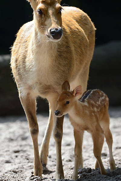 Filhote de cervo ganha carinho da mãe