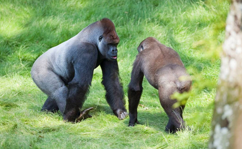Veja fotos do reencontro dos irmãos gorilas