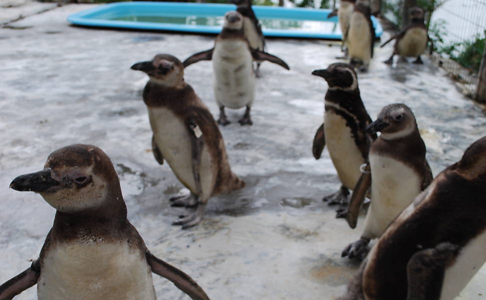 Pinguins resgatados no litoral de SP
