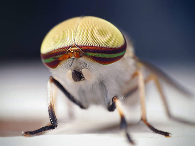 Microimagens revelam insetos vampiros