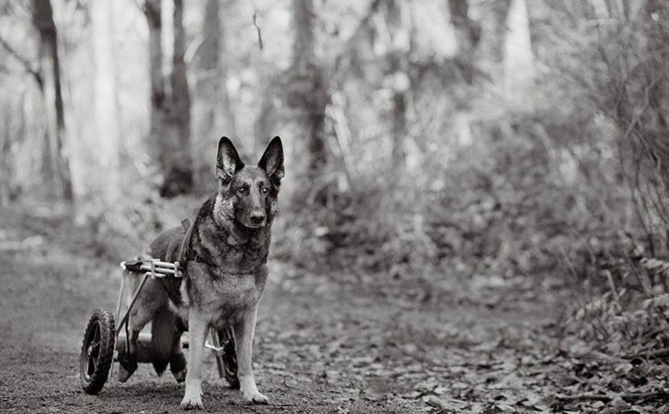 Fotógrafa retrata cães idosos nos EUA