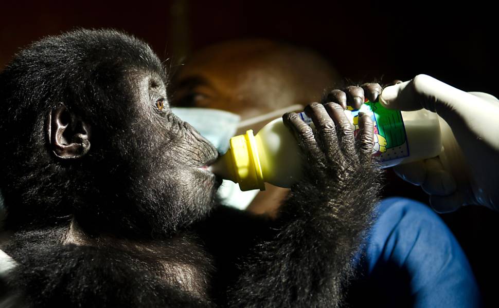 Bebês gorilas na África