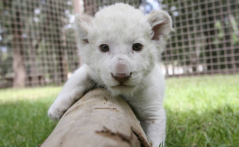 Filhote de leão branco