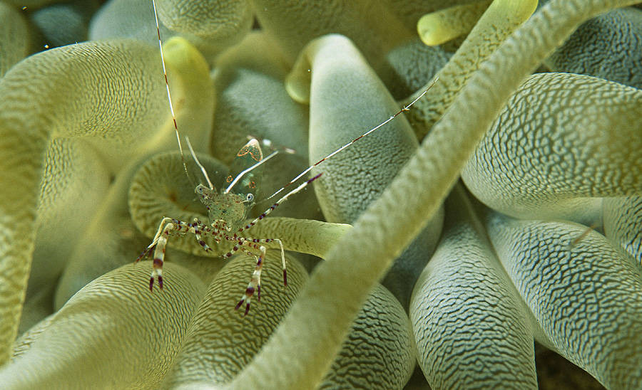 Fotógrafo flagra camuflagens de insetos e peixes