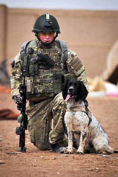 Cachorro Theo recebe título de herói de guerra