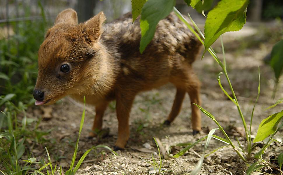 Veadinho Pudu