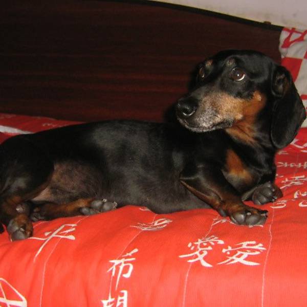 Procura-se o cão Bingo