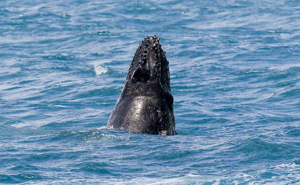 Baleias em Abrolhos