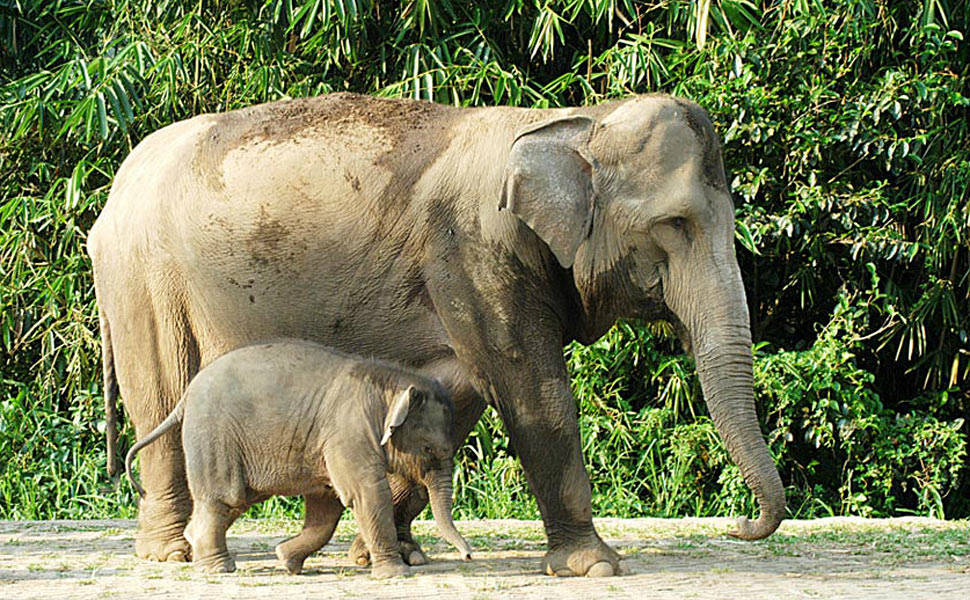 Indonésia tem papel feito de fezes de elefante