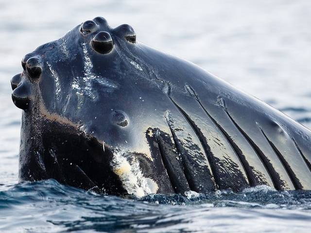 Fotógrafo flagra baleias jubarte