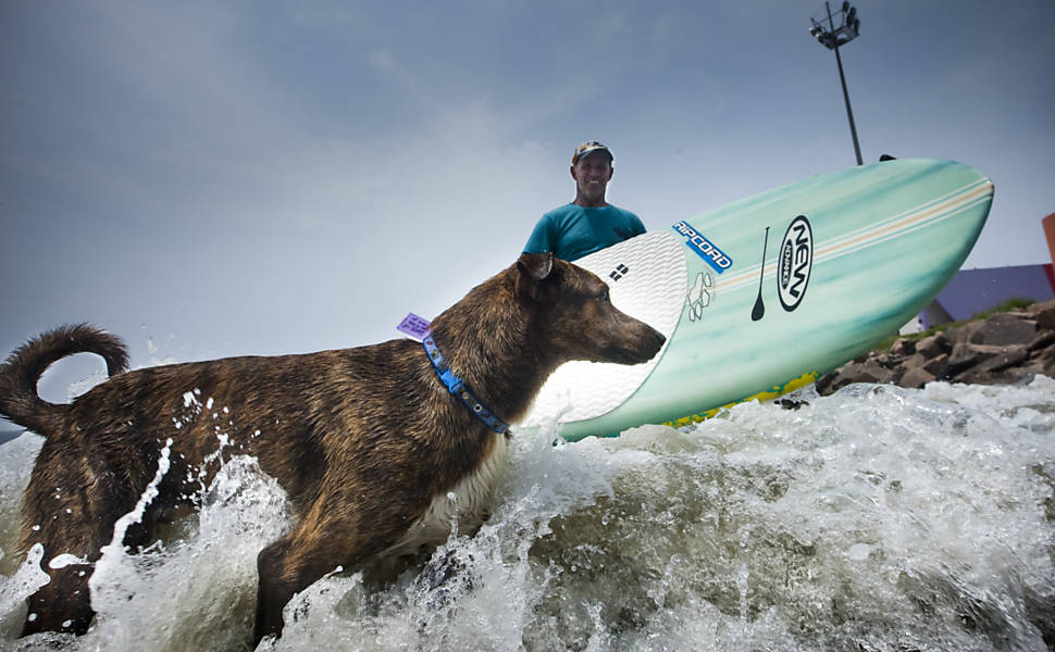 Parafina, o cão surfista