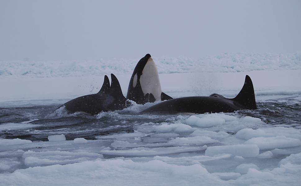 Orcas aparecem no Canadá
