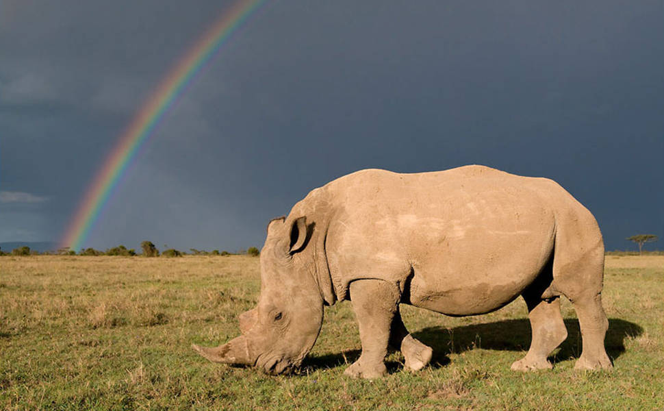 Caça a rinoceronte aumenta na África do Sul