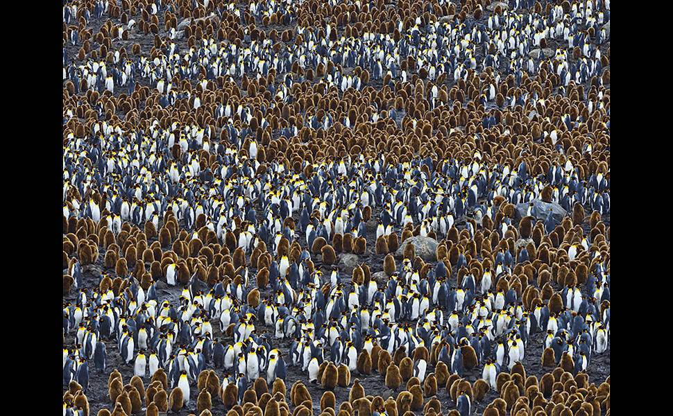 Fotógrafo registra vida de pinguim-rei no Atlântico sul 