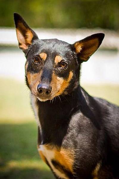 Feira de adoção de animais - Salvacão