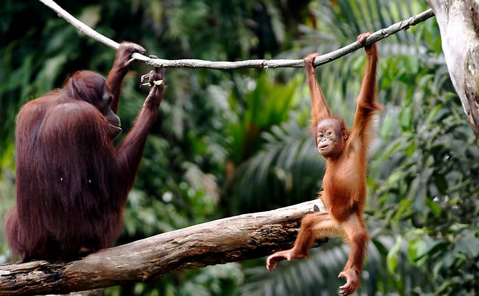 Orangotango no zoo de Cingapura