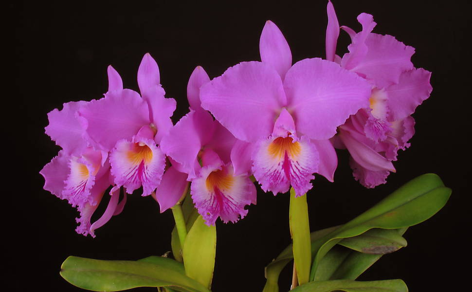 Exposição de Orquídeas