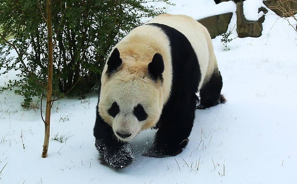 Casal de pandas de zoológico escocês